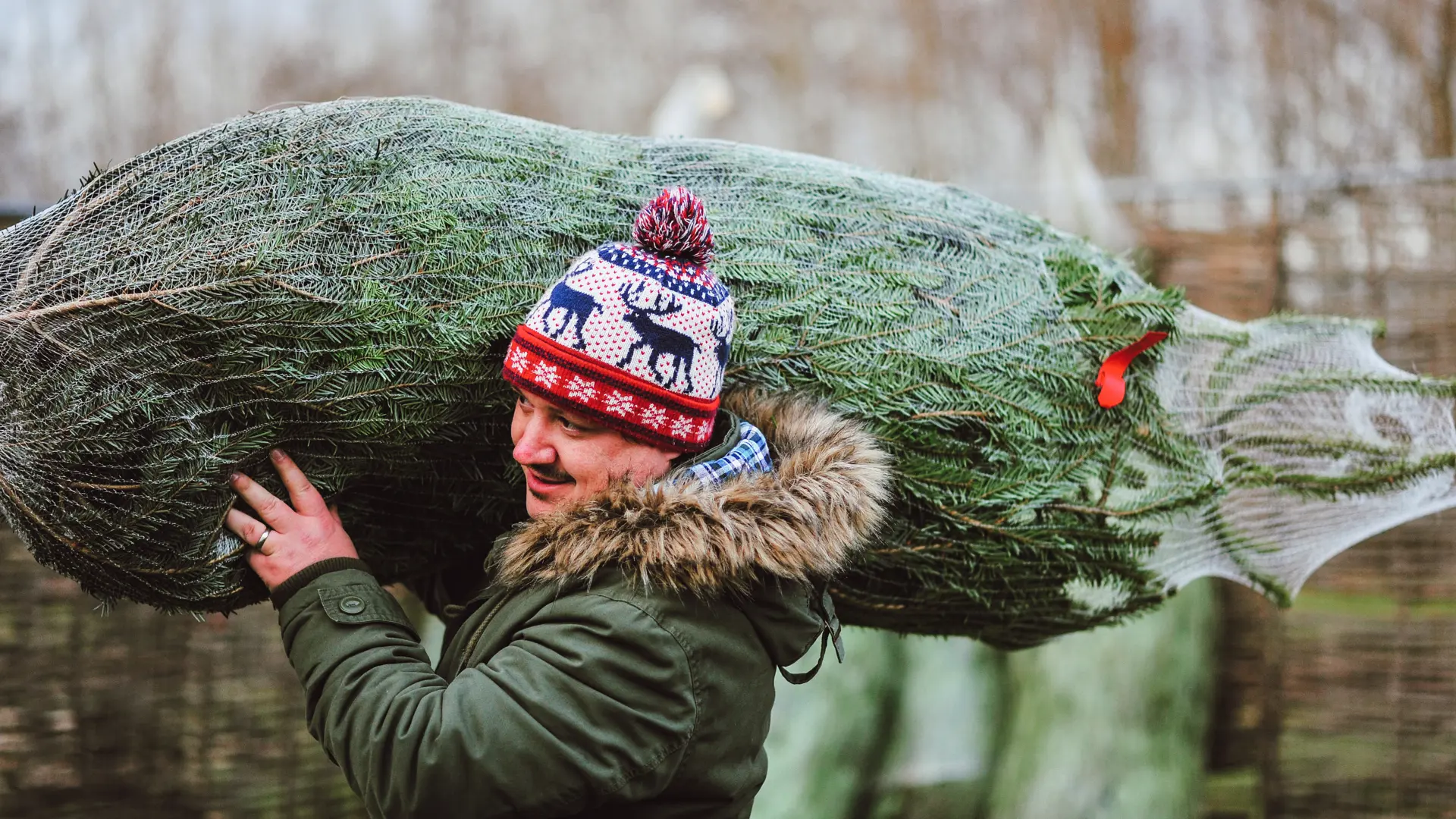 A wrapped Christmas tree being carried at Stockeld Park